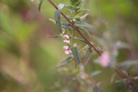 Odontites vernus