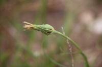 Tragopogon pratensis