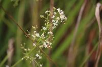 Galium album
