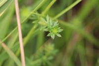 Galium album