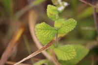 Mentha suaveolens