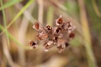 Primula veris