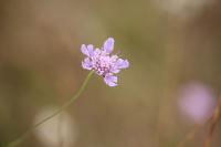 Scabiosa columbaria