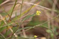 Bupleurum falcatum