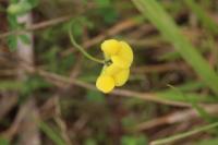 Lotus corniculatus