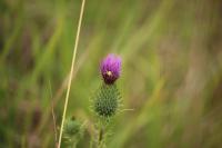 Cirsium vulgare