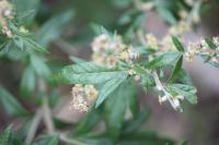 Artemisia vulgaris
