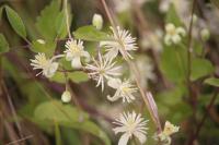 Clematis vitalba