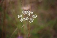 Pimpinella saxifraga