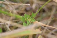 Pimpinella saxifraga