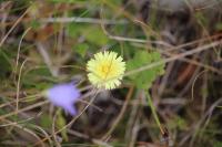 Pilosella officinarum
