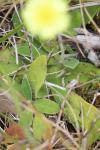 Pilosella officinarum