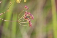 Bupleurum falcatum