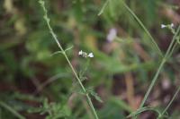 Verbena officinalis