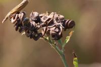 Medicago sativa