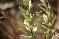 Hylotelephium telephium