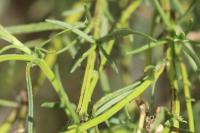 Senecio inaequidens