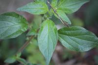 Parietaria judaica