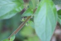 Parietaria judaica