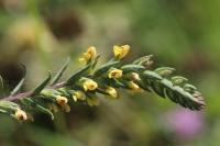 Odontites jaubertianus