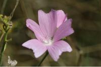 Malva moschata