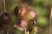 Arctium minus