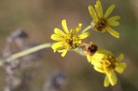 Senecio inaequidens