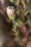 Erigeron acris