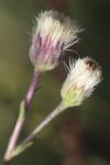 Erigeron acris