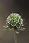 Scabiosa columbaria
