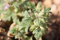 Teucrium botrys