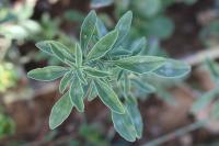 Amaranthus blitoides