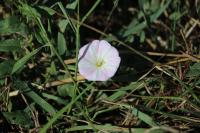 Convolvulus arvensis