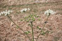 Heracleum sphondylium