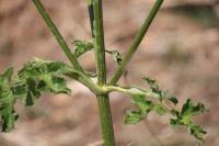 Heracleum sphondylium