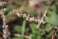 Fallopia convolvulus