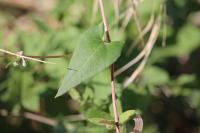 Fallopia convolvulus