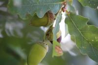 Quercus robur
