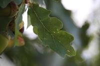 Quercus robur