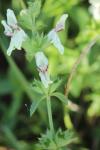 Stachys recta