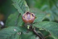Crataegus germanica