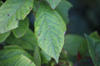 Crataegus germanica