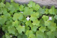 Cymbalaria muralis