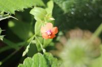 Lysimachia arvensis