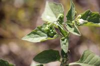 Solanum nigrum