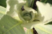 Verbascum thapsus