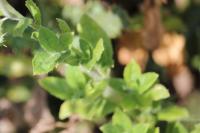 Epilobium hirsutum