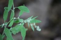 Chenopodium album