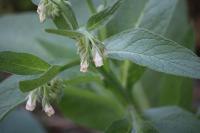 Symphytum officinale