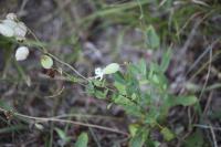 Silene vulgaris